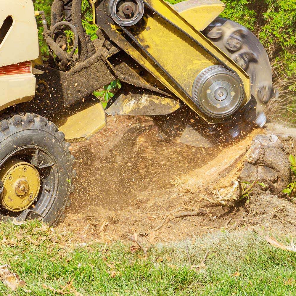 stump grinding evanston