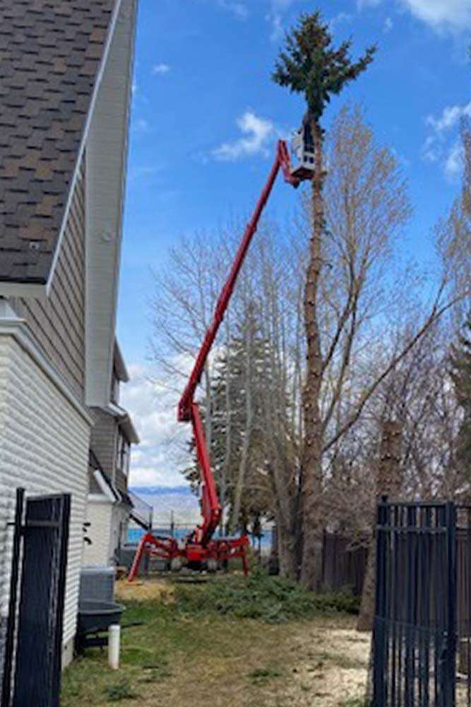 Removing Tree in Backyard
