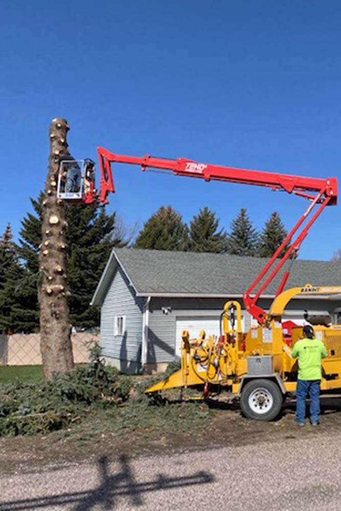 Residential Tree Removal
