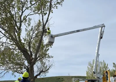 affordable tree service near me Bloomington Idaho