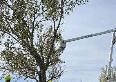 affordable tree services near me Logan Utah