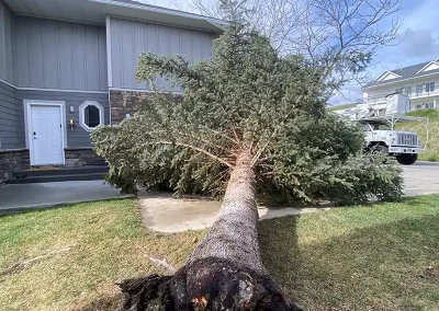 arbor tree service rock springs wyoming