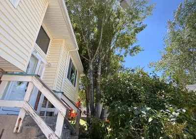 best tree service near me Logan Utah
