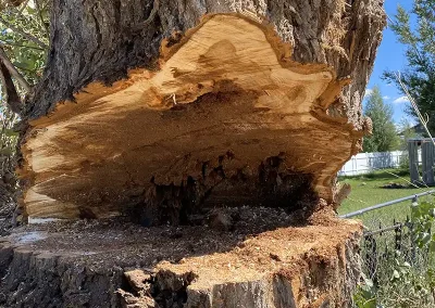 local tree service companies Rock Springs Wyoming