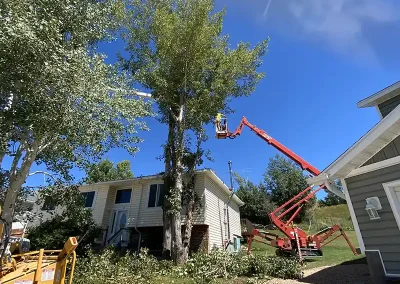 local tree service Evanston Wyoming