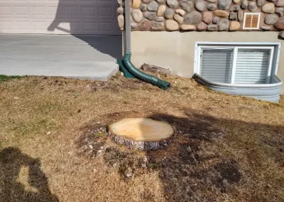 tree cutting service near me Afton Wyoming