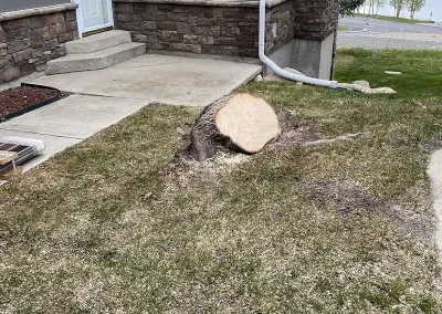 tree planting services Evanston Wyoming