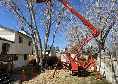 tree removal service Logan Utah