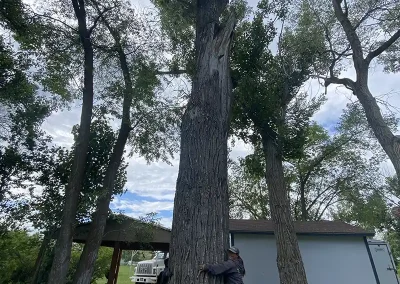 tree removal service Logan Utah