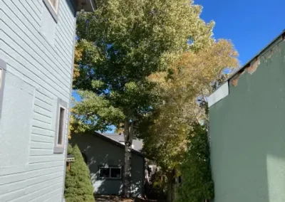 tree service near me Rock Springs Wyoming