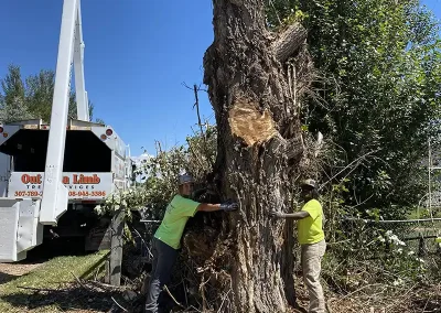 tree services in my area Logan Utah