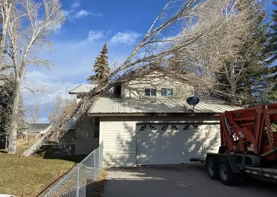 tree services near me Afton Wyoming