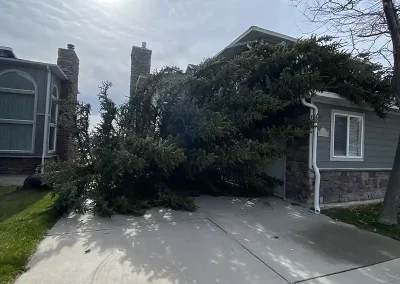 tree trimmer service near me Bloomington Idaho