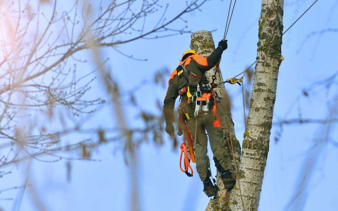 tree service companies near me Evanston Wyoming
