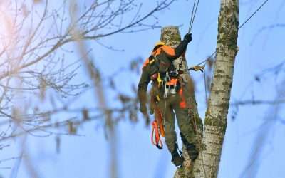 Beyond the Obvious: Expert-Identified Red Flags That Demand Professional Tree Removal