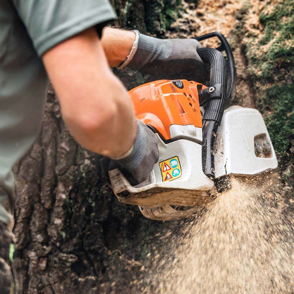 tree trimming rock springs