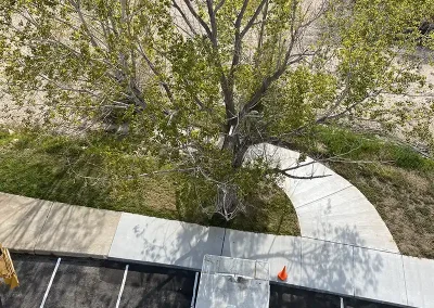 trees cutting service Afton Wyoming