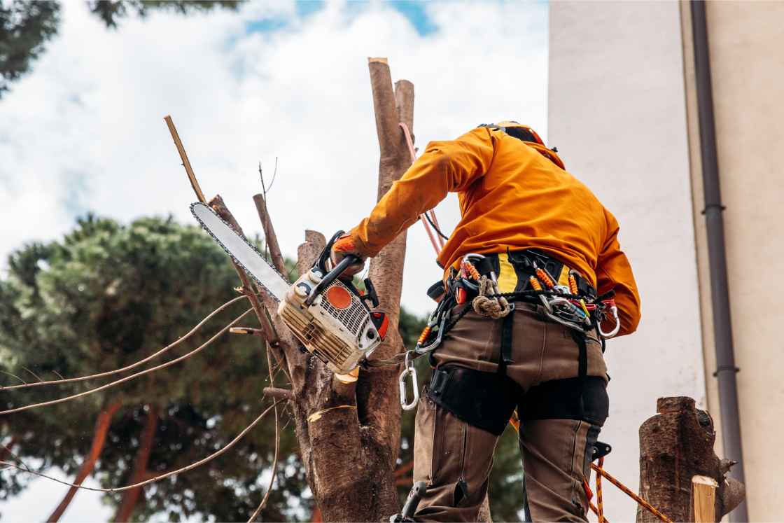 Rock Springs WY tree removal services