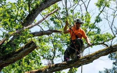 Meet Your Local Tree Whisperers: What Out on a Limb’s Certified Arborists Do to Protect Your Property
