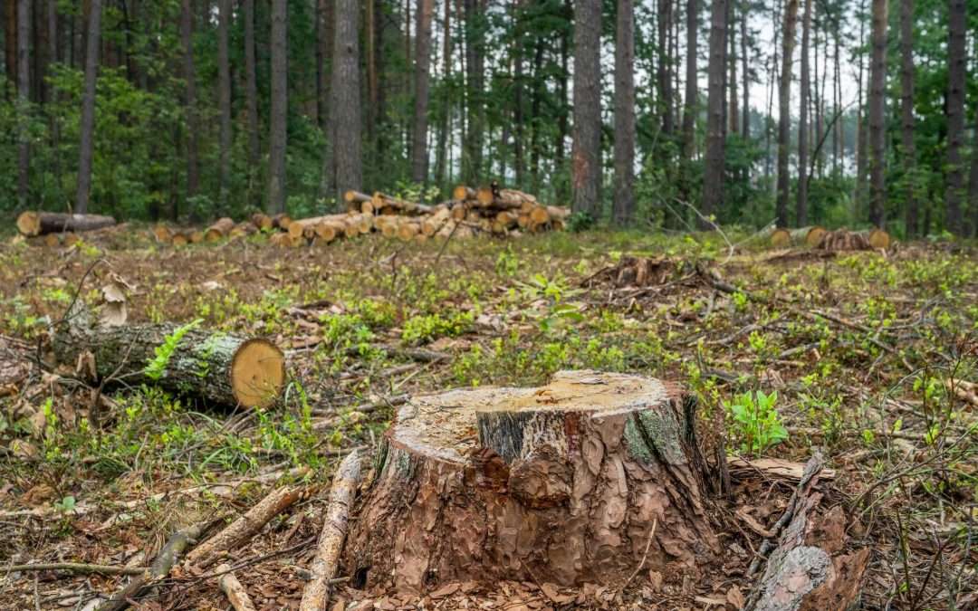 Professional Land Clearing Services