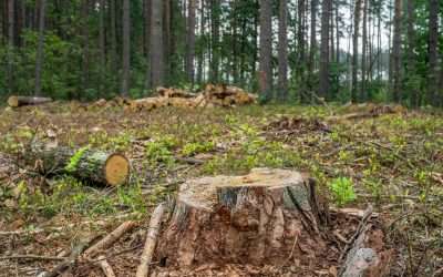 Beyond the Bulldozer: Why Savvy Landowners Choose Out on a Limb for Their Toughest Clearing Projects