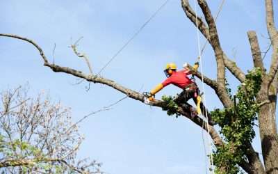 Guard Your Investment: Proactive Tree Care Strategies to Bulletproof Your Property