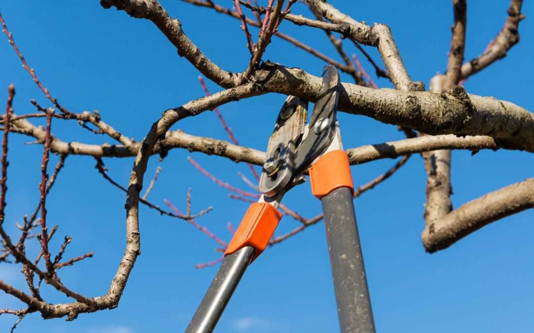 Professional Tree Trimming
