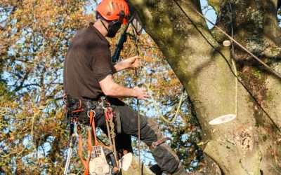 Beyond the Estimate: What Really Drives Tree Removal Costs (and Why Out on a Limb Delivers Value)