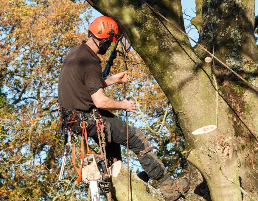 Tree Removal Cost Factors