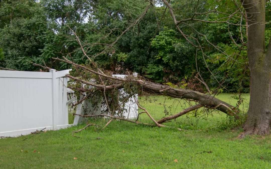 local tree service