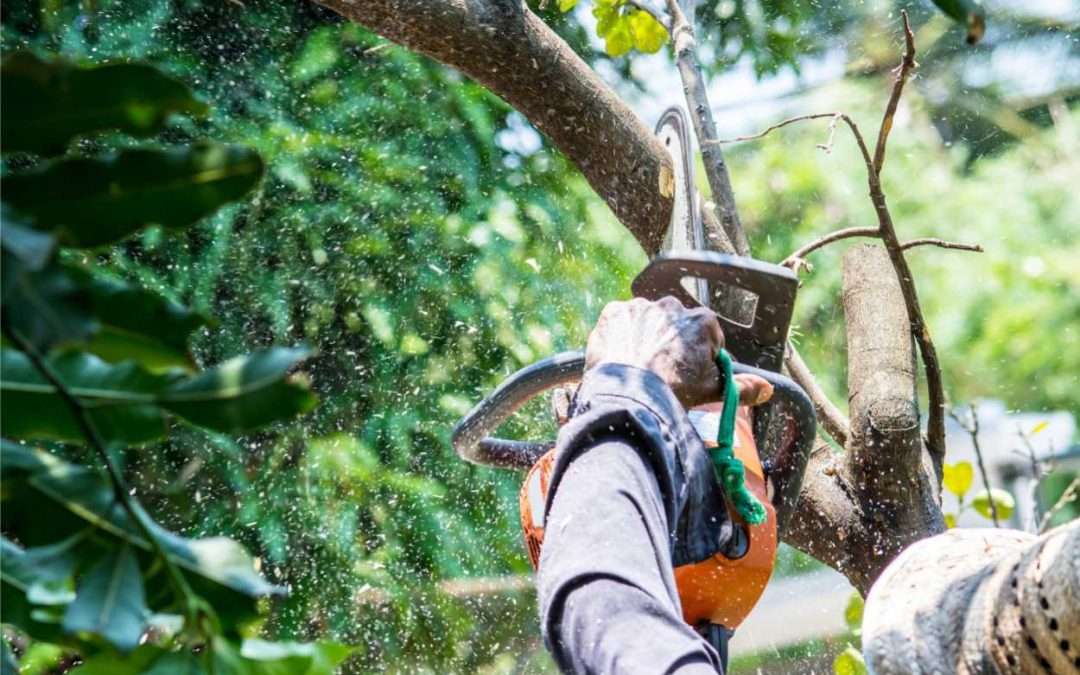 Affordable Tree Services