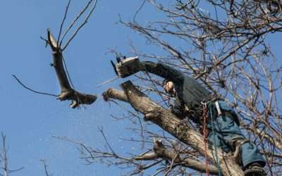 Beyond the Basics: Why Out on a Limb’s Certified Arborists Are Your Landscape’s Ultimate Investment