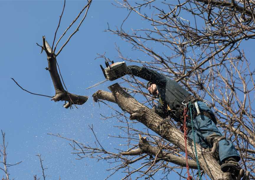 Certified Arborist Services