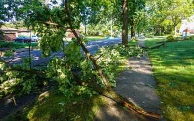 Storm Hit? Our Arborists Are Your Rapid Response Team for Hazardous Tree Removal