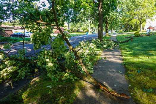 Emergency Tree Removal Services