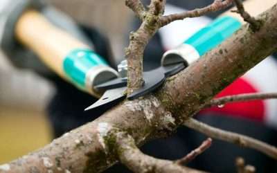 Beyond Basic Trimming: How Expert Tree Care Unlocks Your Landscape’s True Potential