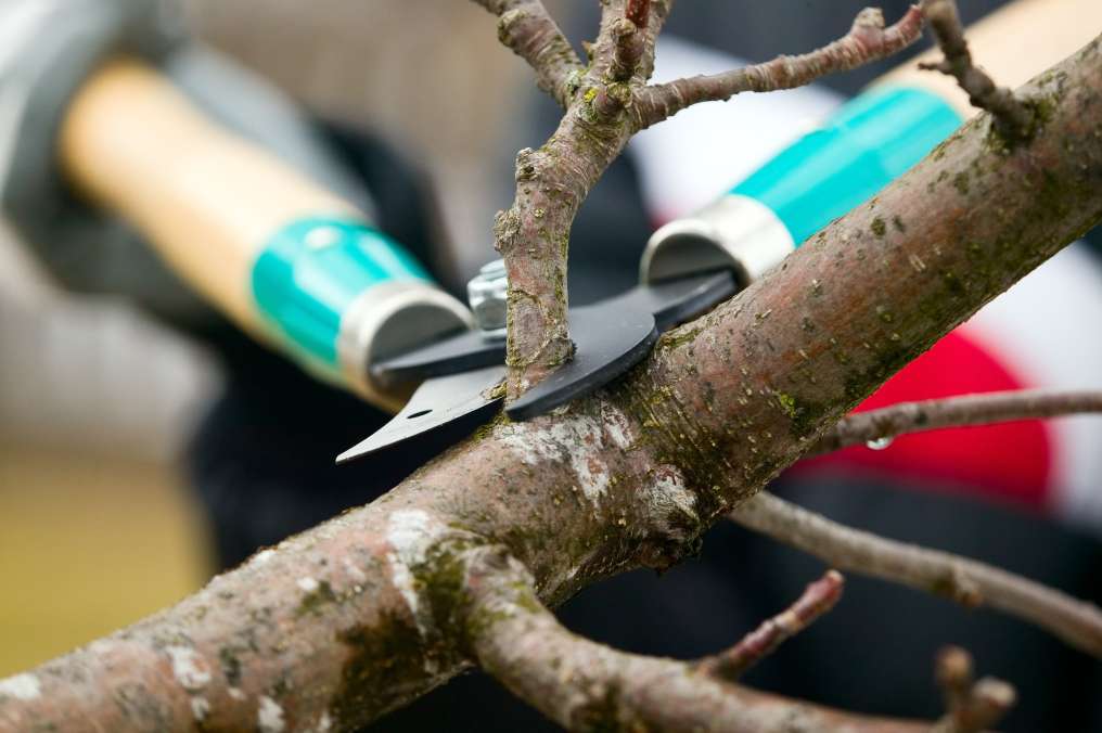Tree Maintenance Company