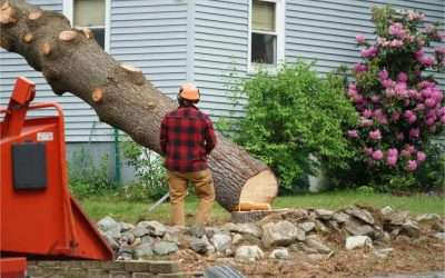 Why Your Neighbors Trust Us: The Power of Local Expertise in Tree Care
