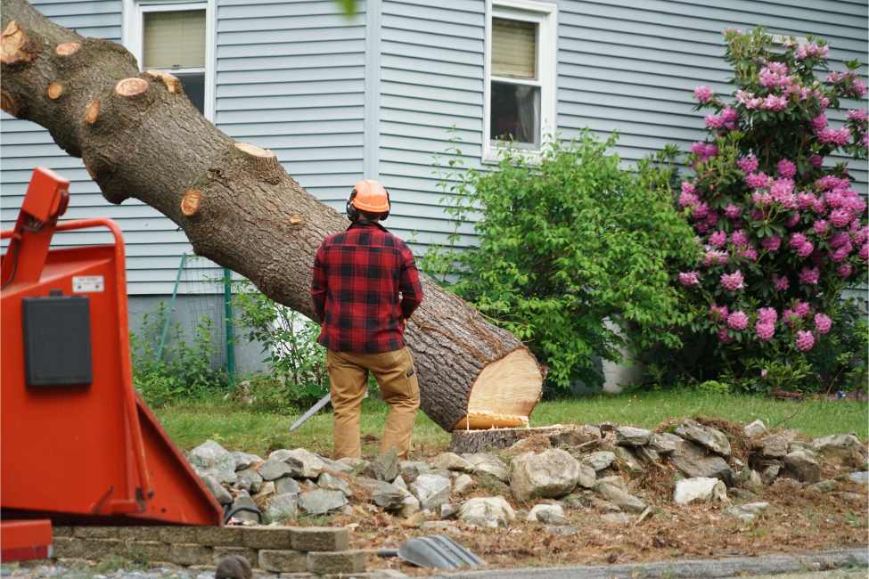 local tree removal company