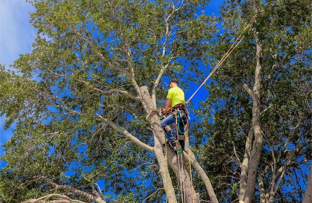 Affordable tree services Evanston Wyoming