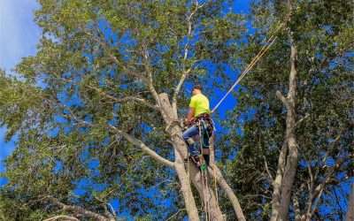 Evanston Homeowners: Your Guide to Smart Spending on Quality Tree Services