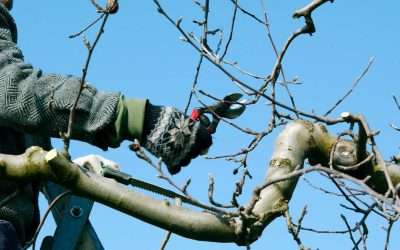 Beyond the Basics: Masterful Tree Pruning Techniques for Your Landscape’s Lasting Health