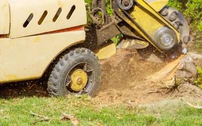 Don’t DIY Your Stump Away: Why Professional Grinding is the Smart Choice for Your Property