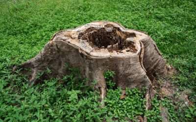 Beyond the Surface: How Professional Stump Grinding Eliminates Hidden Hazards & Destructive Pests