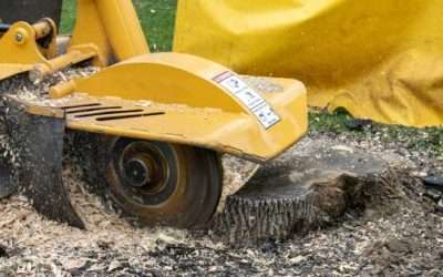 Beyond Removal: How Out on a Limb’s Eco-Conscious Stump Grinding Transforms Your Property & Protects Our Environment