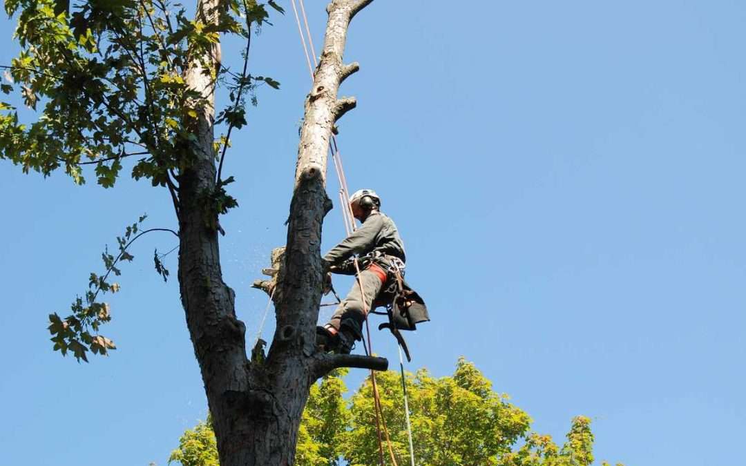 Insured Tree Service