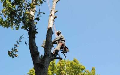 Tree Trouble? Avoid a Nightmare: Why Only a Fully Insured Tree Service Protects Your Property & Peace of Mind
