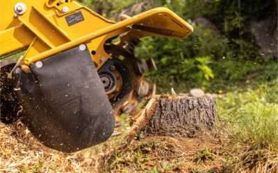 Stump Grinding Cost, Uncovered: Your Guide to Transparent Pricing & Value with Out on a Limb