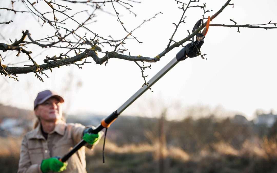seasons of tree care