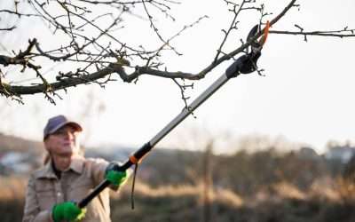The Seasons of Tree Care: A Year-Round Guide for Homeowners in Wyoming & Idaho